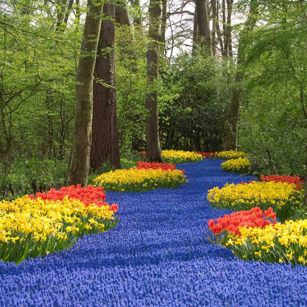 Grape Hyacinth - Muscari Armeniacum - Image 13