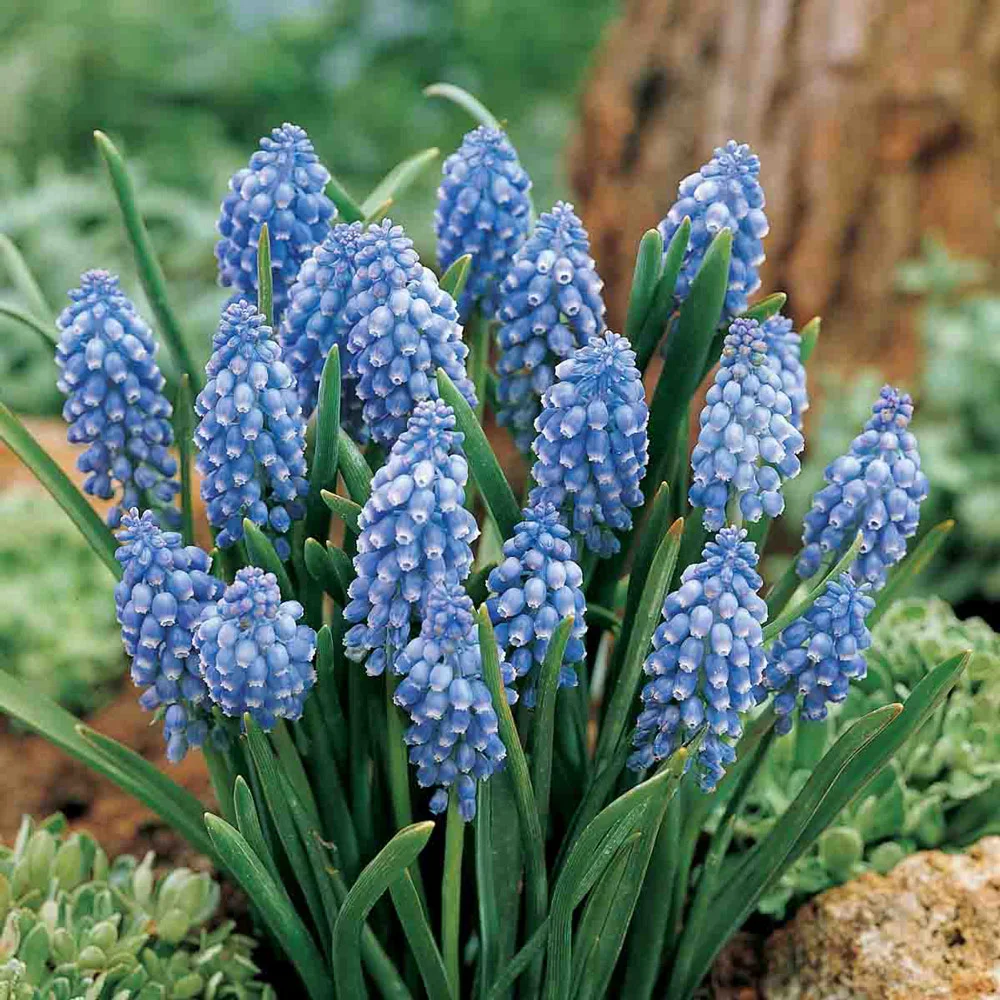 Grape Hyacinth - Muscari Armeniacum - Image 14