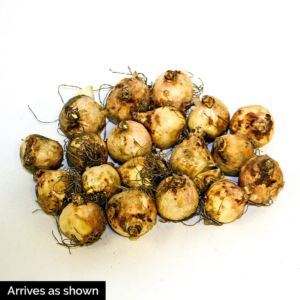 Grape Hyacinth - Muscari Armeniacum - Image 15