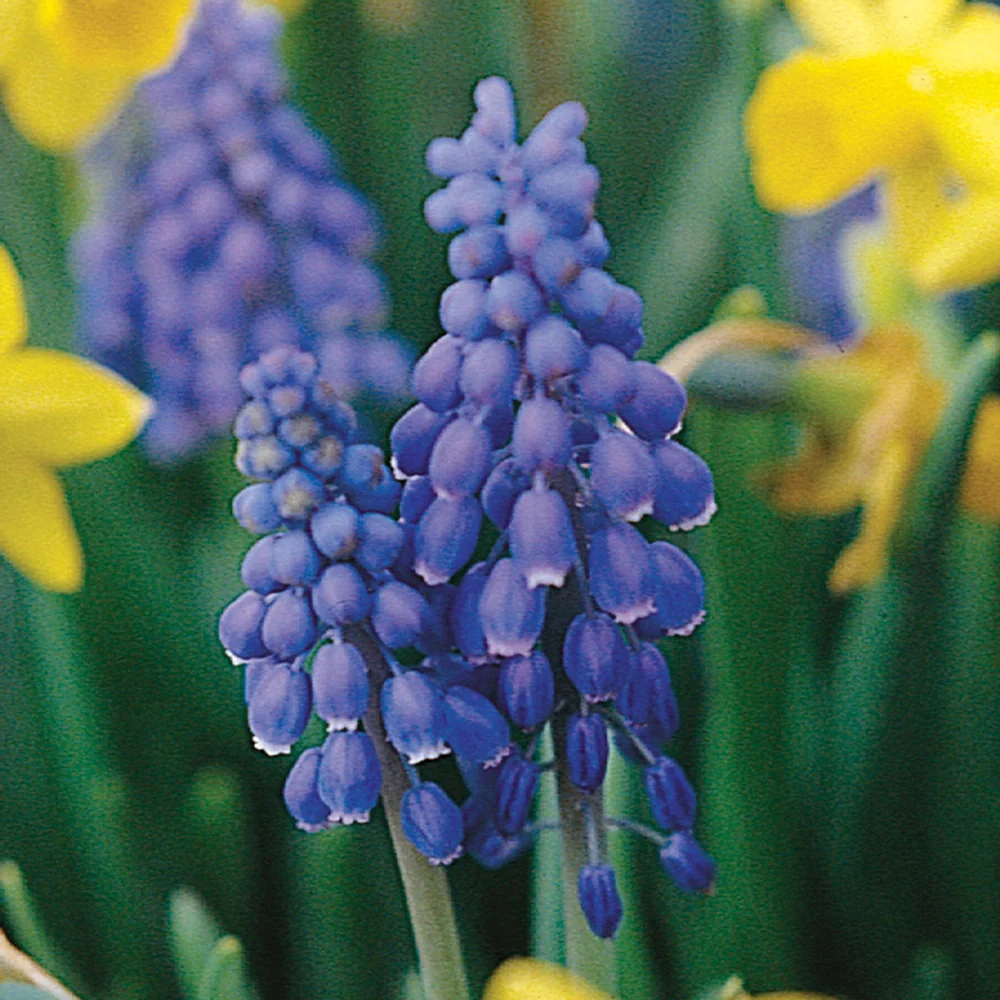 Grape Hyacinth - Muscari Armeniacum - Image 2