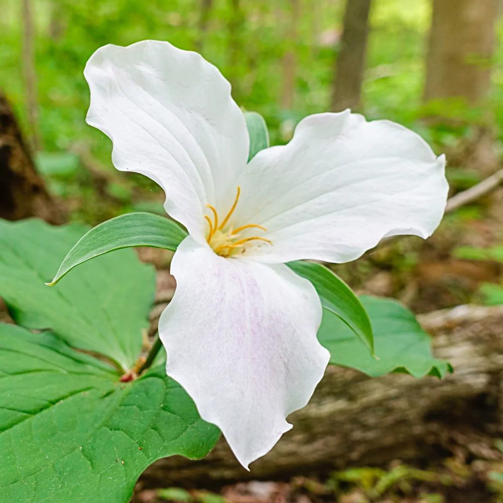 Great White Trillium - Image 3