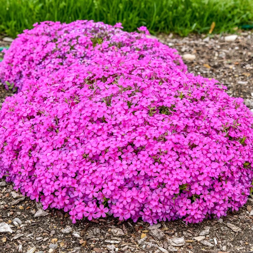 Ground Cover Phlox Ruby Riot
