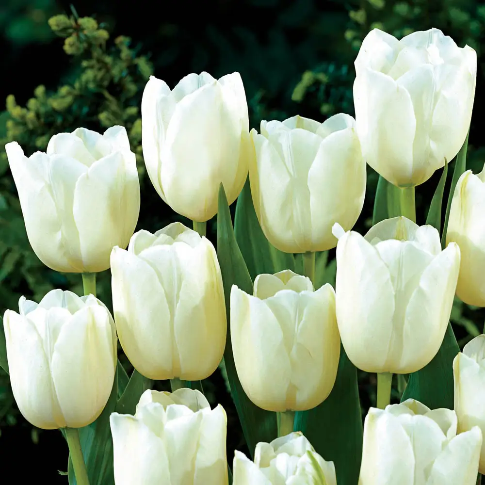 Darwin Hybrid Tulip White Clouds (Hakuun) - Image 2
