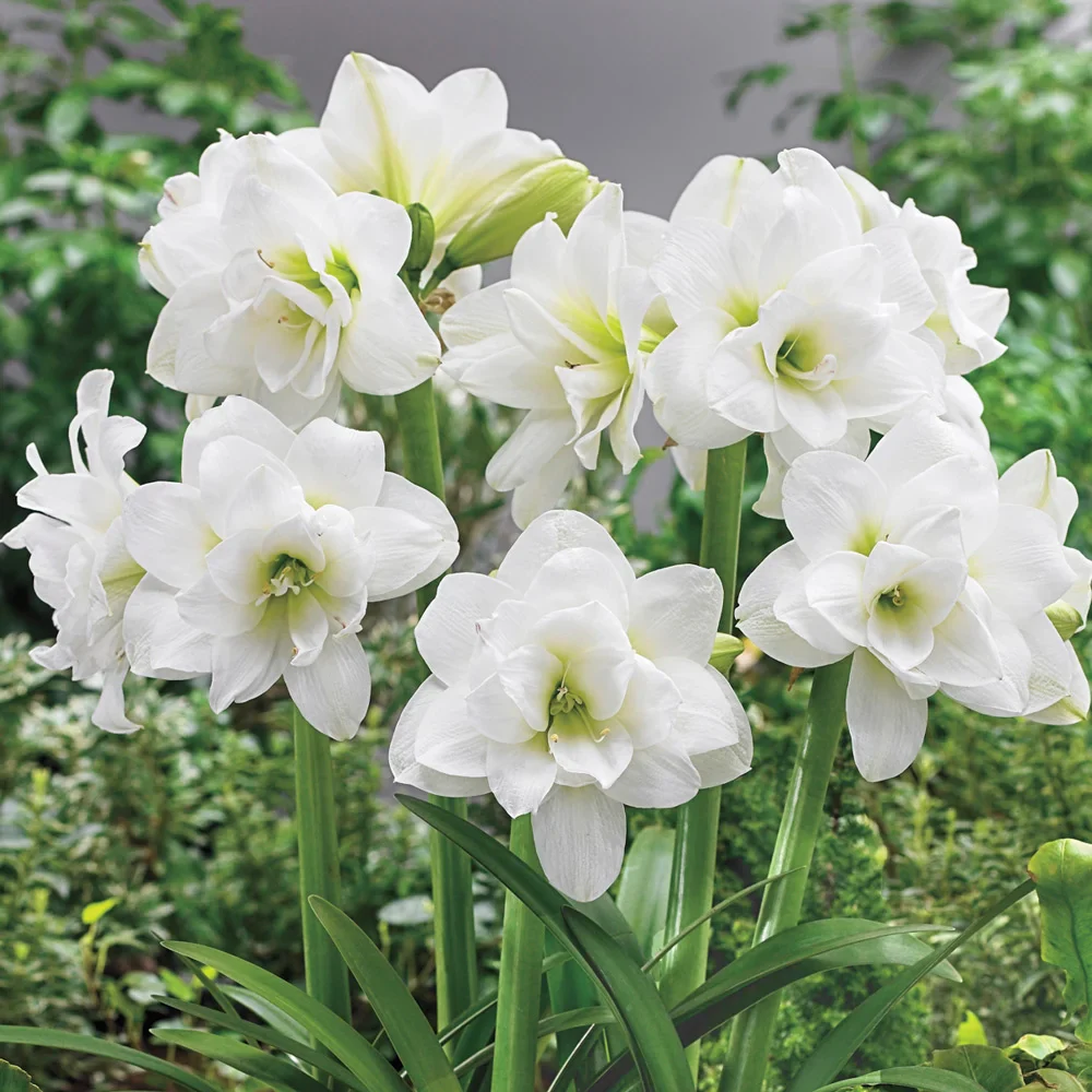 Hardy Garden Amaryllis Alaska