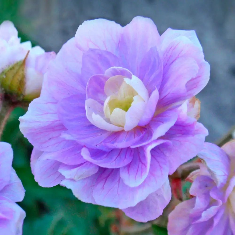Hardy Geranium Summer Skies