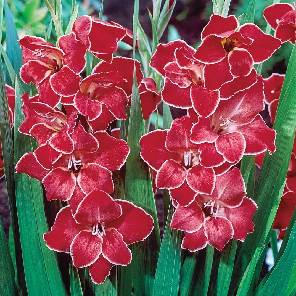 Hardy Gladiolus Atom