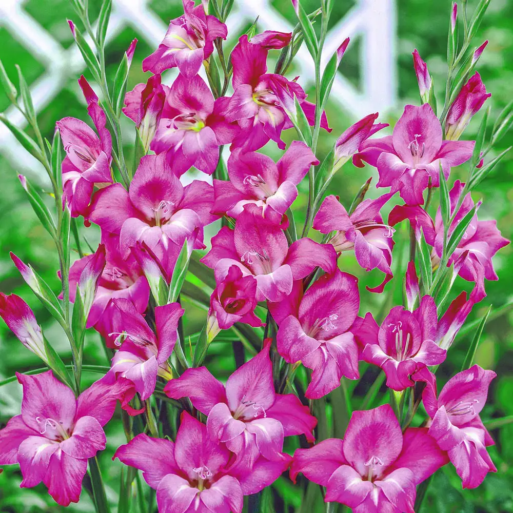 Hardy Gladiolus Charm