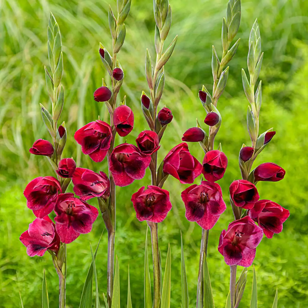 Hardy Gladiolus papilio Ruby