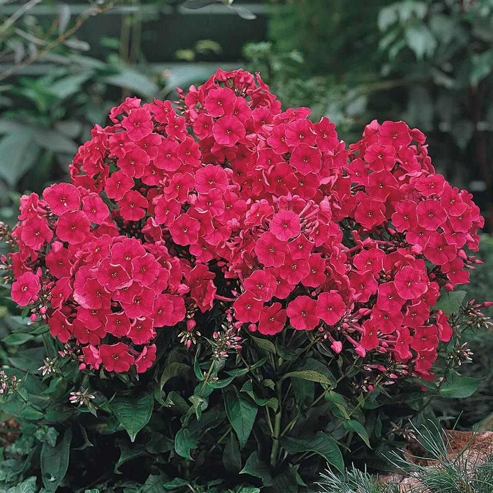 Hardy Tall Phlox Red - Image 2