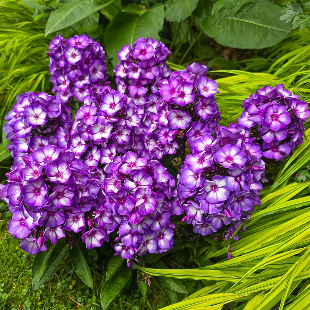 Hardy Tall Phlox Sweet summer Purple Bicolor - Image 4