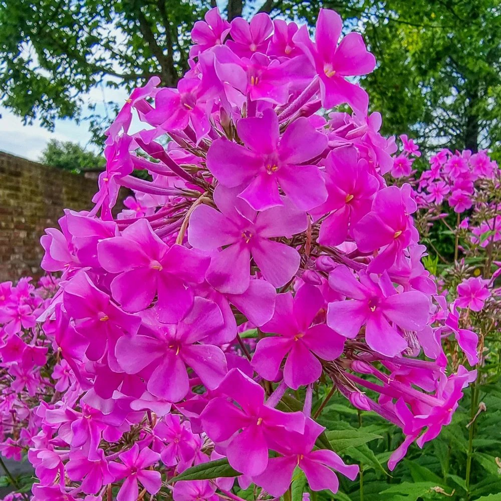 Hardy Tall Phlox Winnetou - Image 2