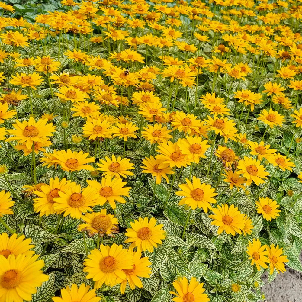 Heliopsis Oriole Variegata