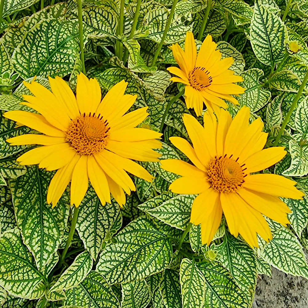 Heliopsis Oriole Variegata - Image 3