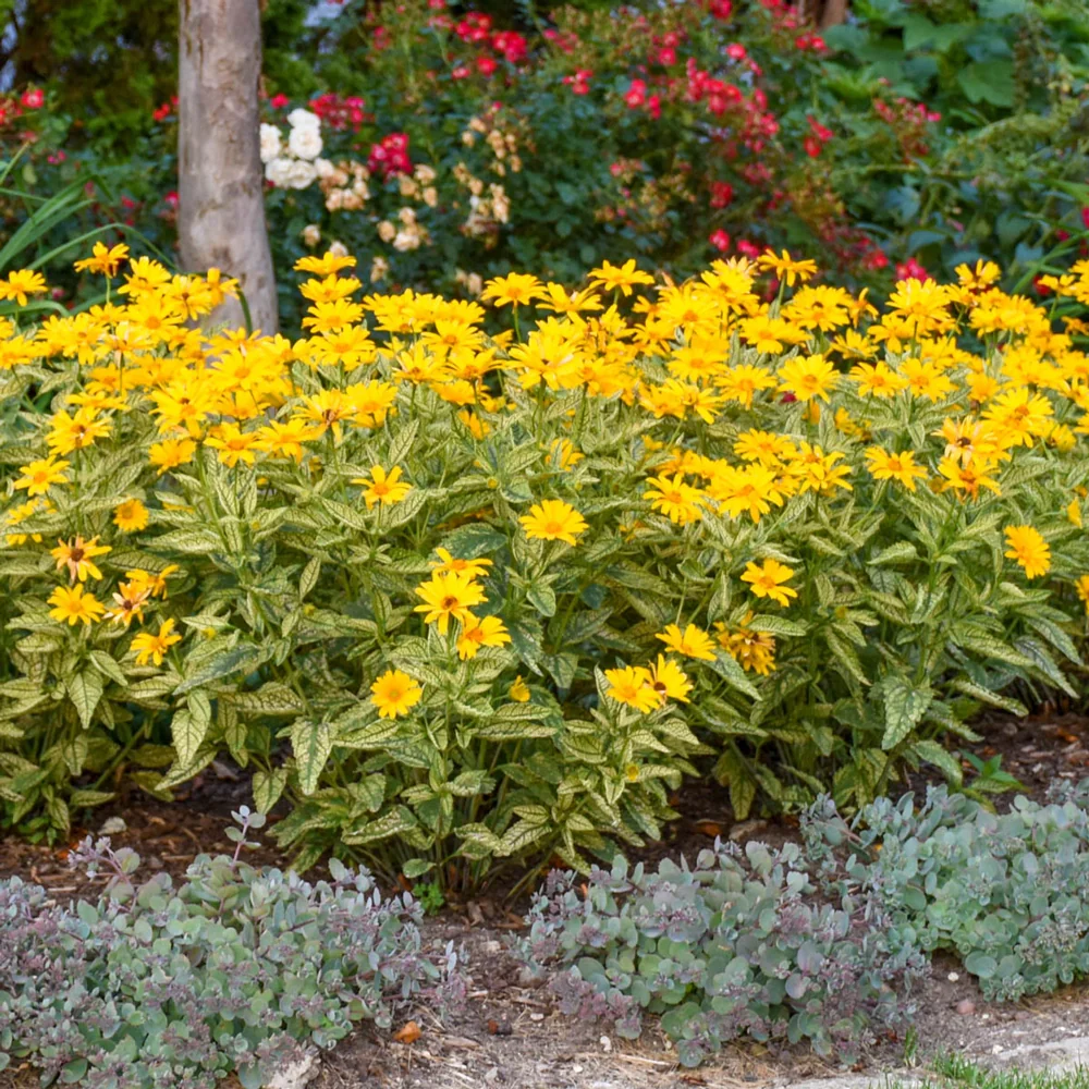 Heliopsis Oriole Variegata - Image 4