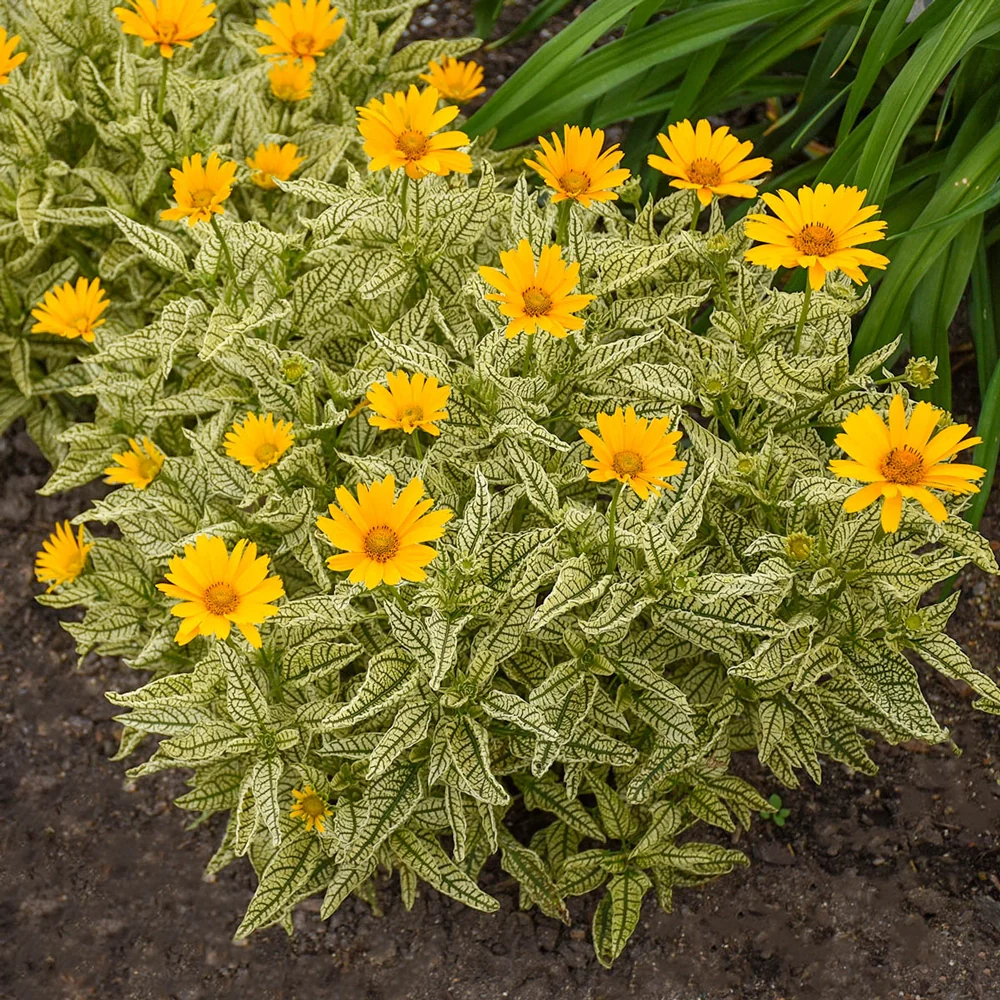 Heliopsis Oriole Variegata - Image 5
