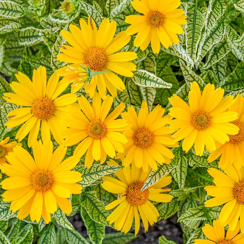 Heliopsis Oriole Variegata - Image 6