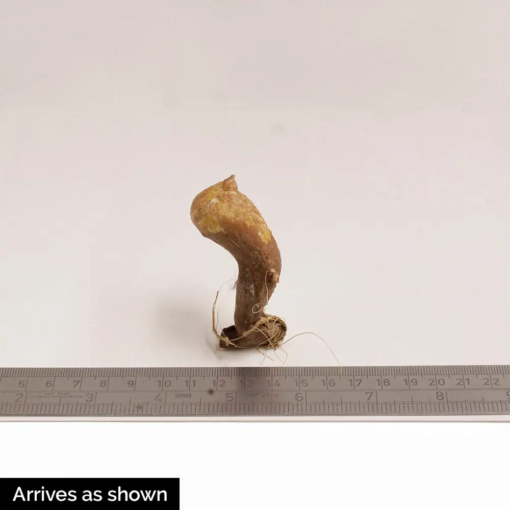 Snake's Head Iris - Image 3