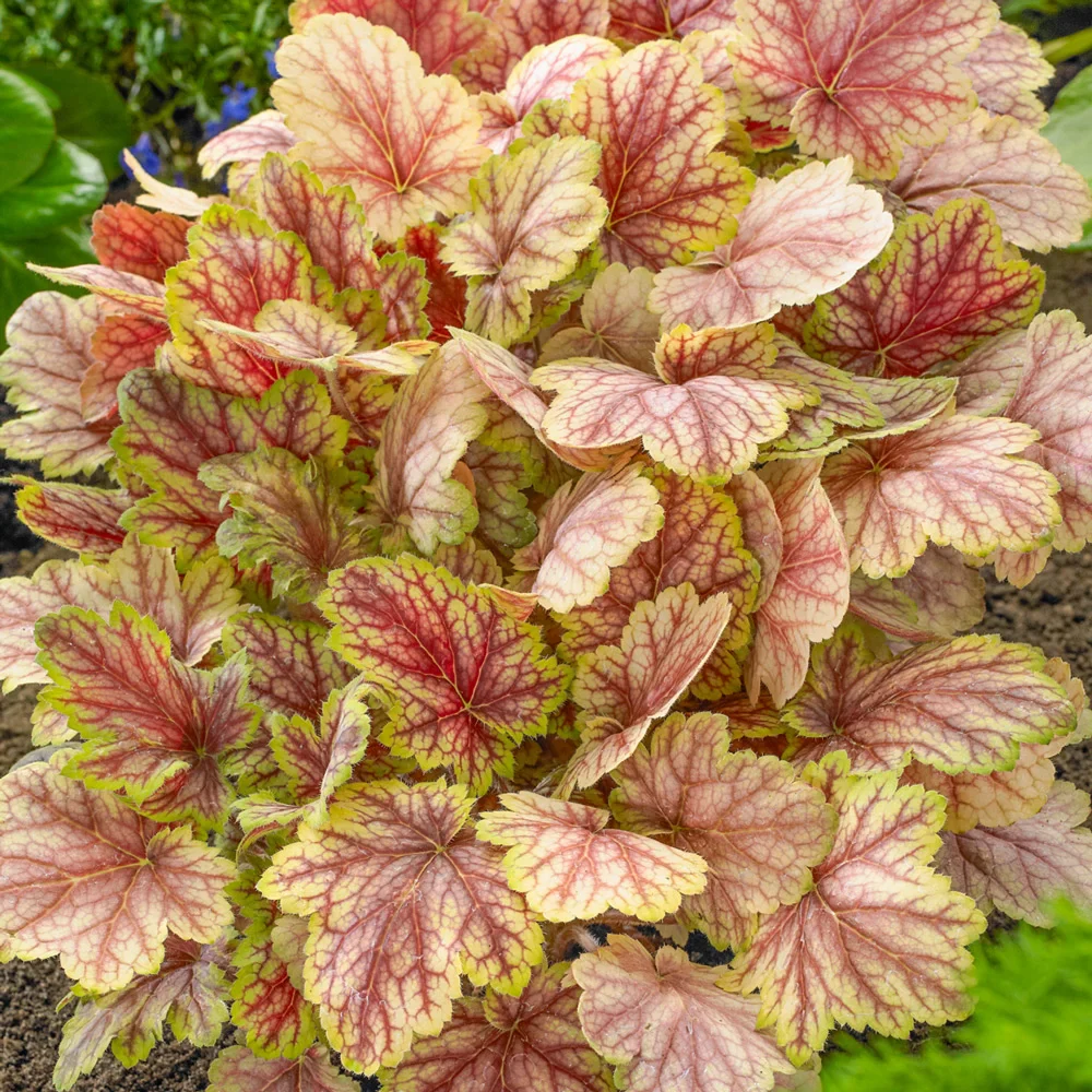 Heuchera Master Painter™ Van Gogh