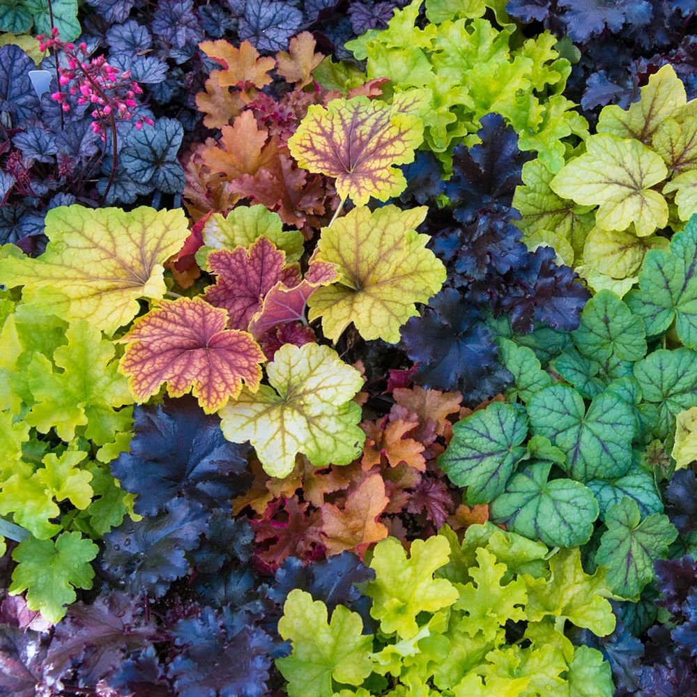 Heuchera Mix