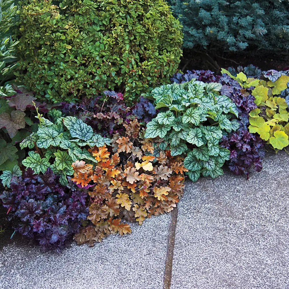 Heuchera Mix - Image 3