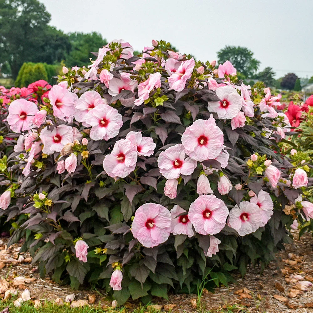 Hibiscus Dark Mystery