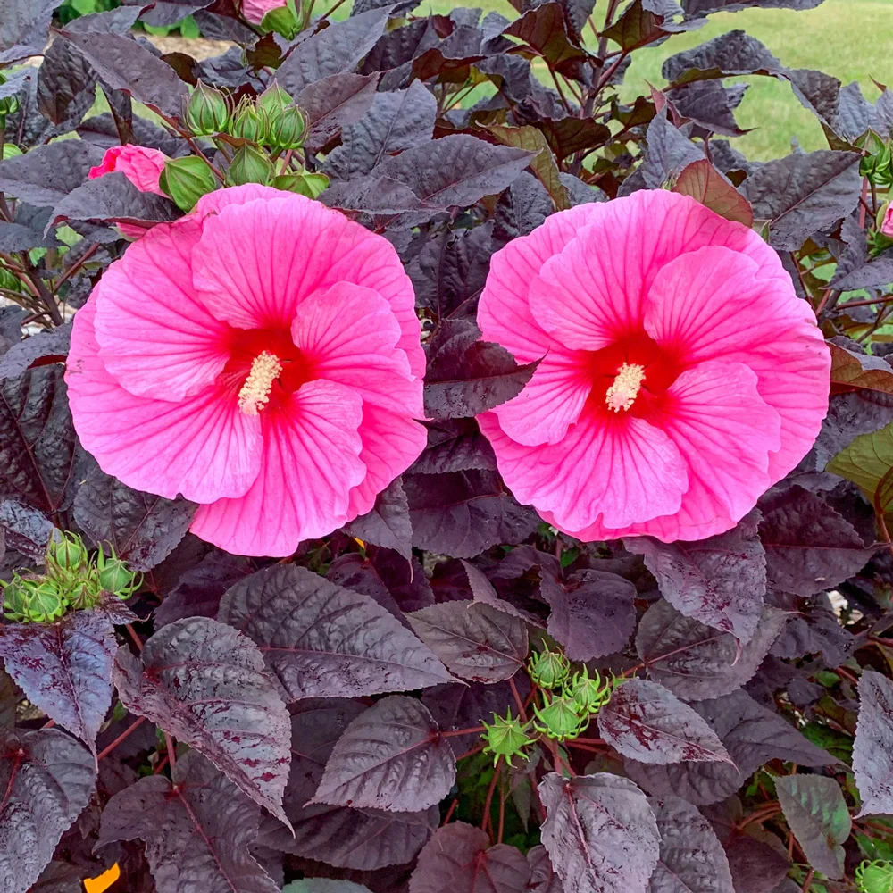 Hibiscus Edge of Night