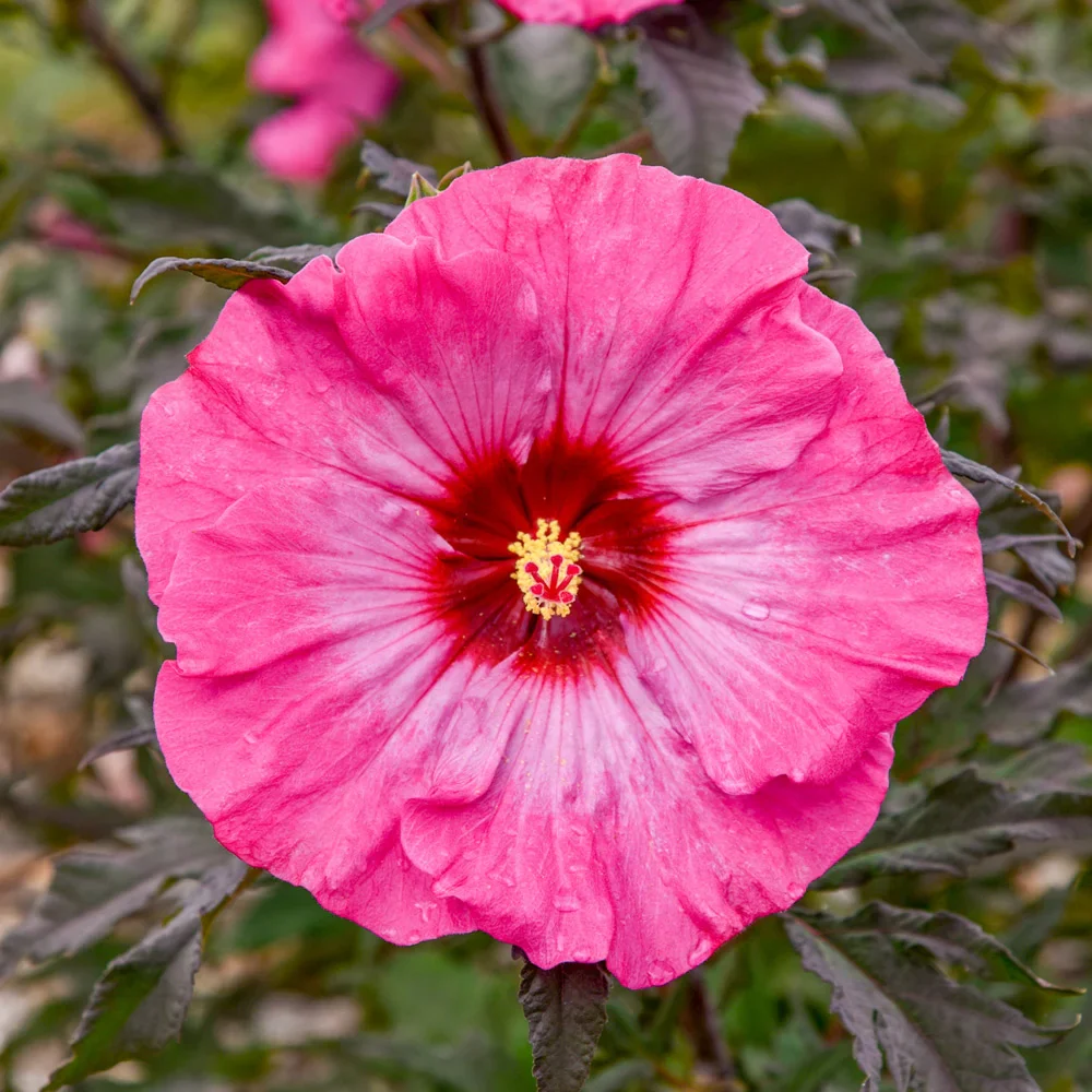 Hibiscus Inner Glow