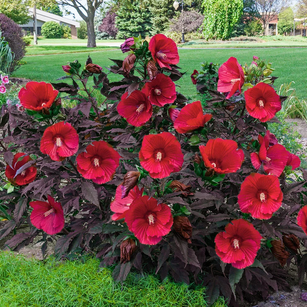 Hibiscus Midnight Marvel