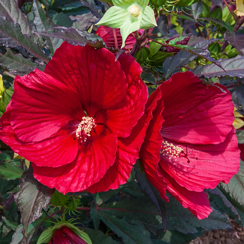 Hibiscus Midnight Marvel - Image 6