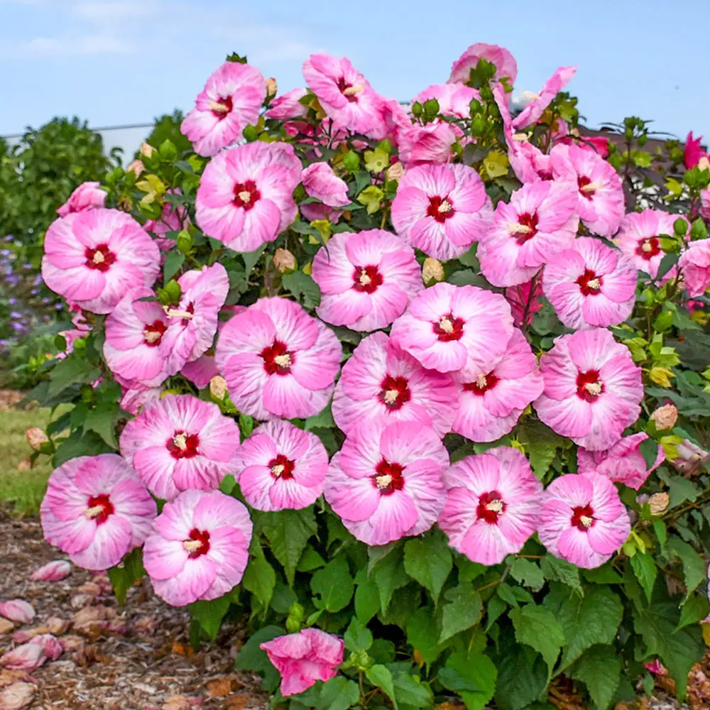 Hibiscus Spinderella - Image 2