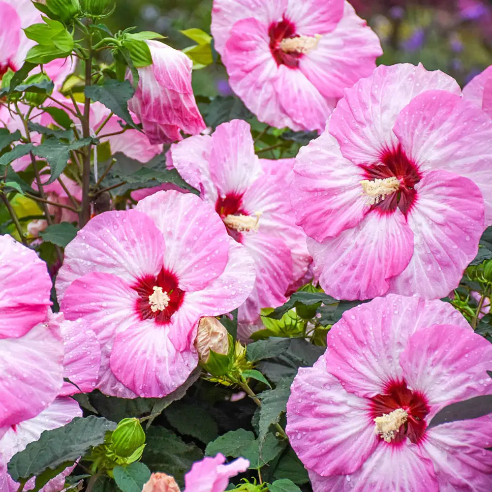 Hibiscus Spinderella - Image 3