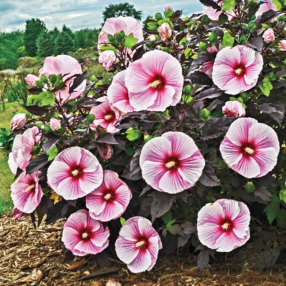 Hibiscus Starry Starry Night - Image 3