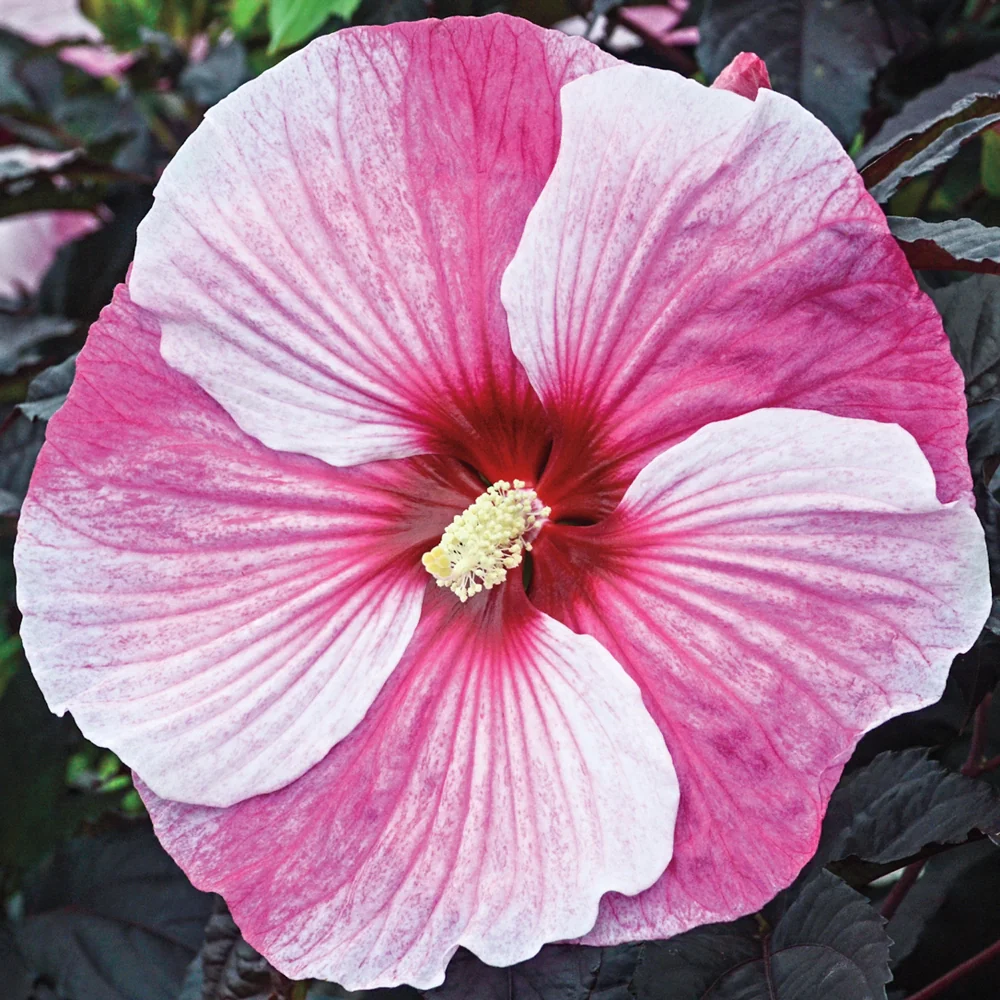 Hibiscus Starry Starry Night - Image 4
