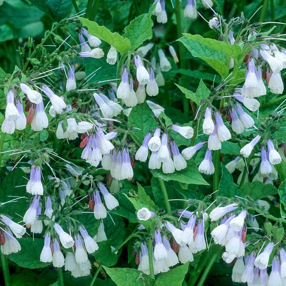 Hidcote Blue Comfrey