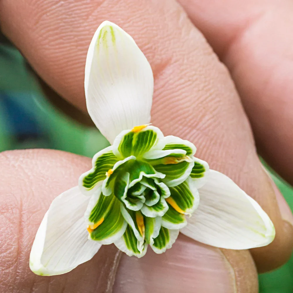 Hippolyta Double Snowdrops