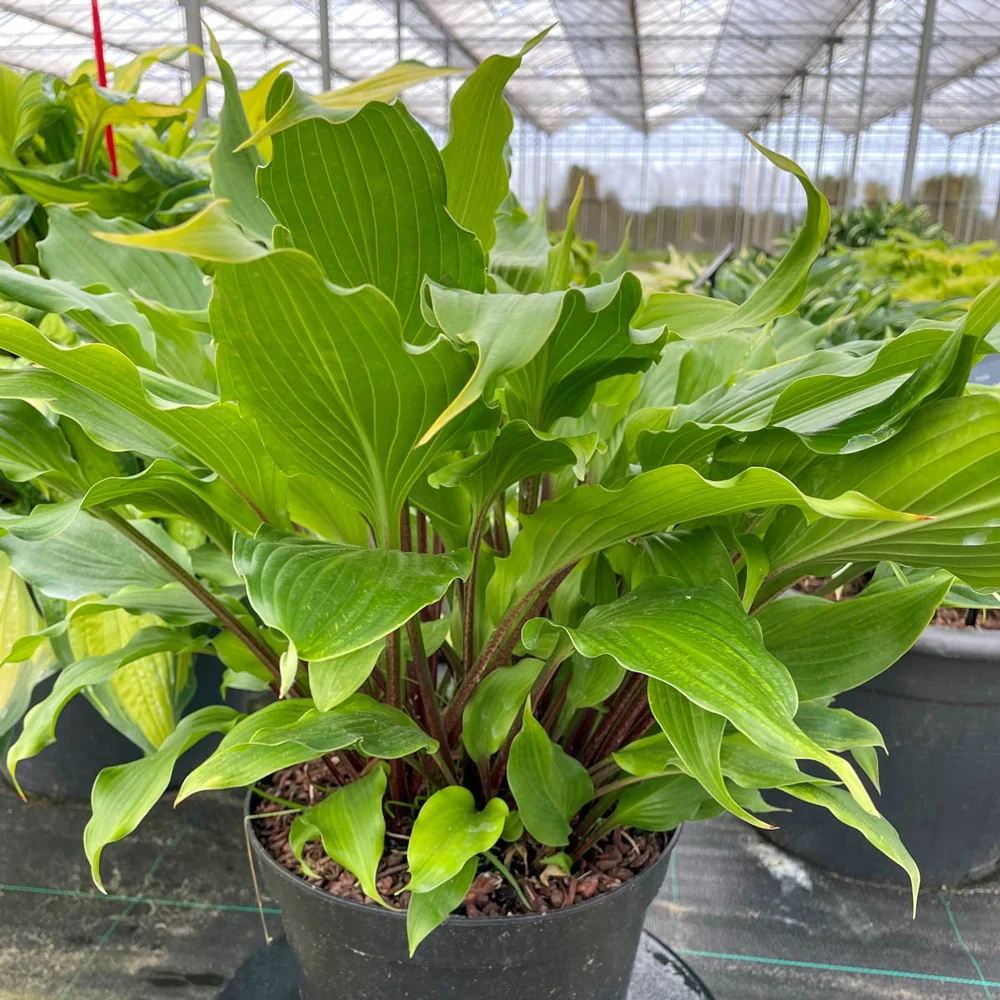 Hosta Hear No Evil