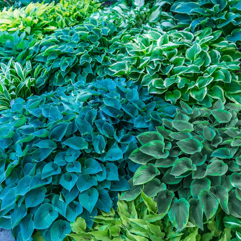 Hosta Mixture