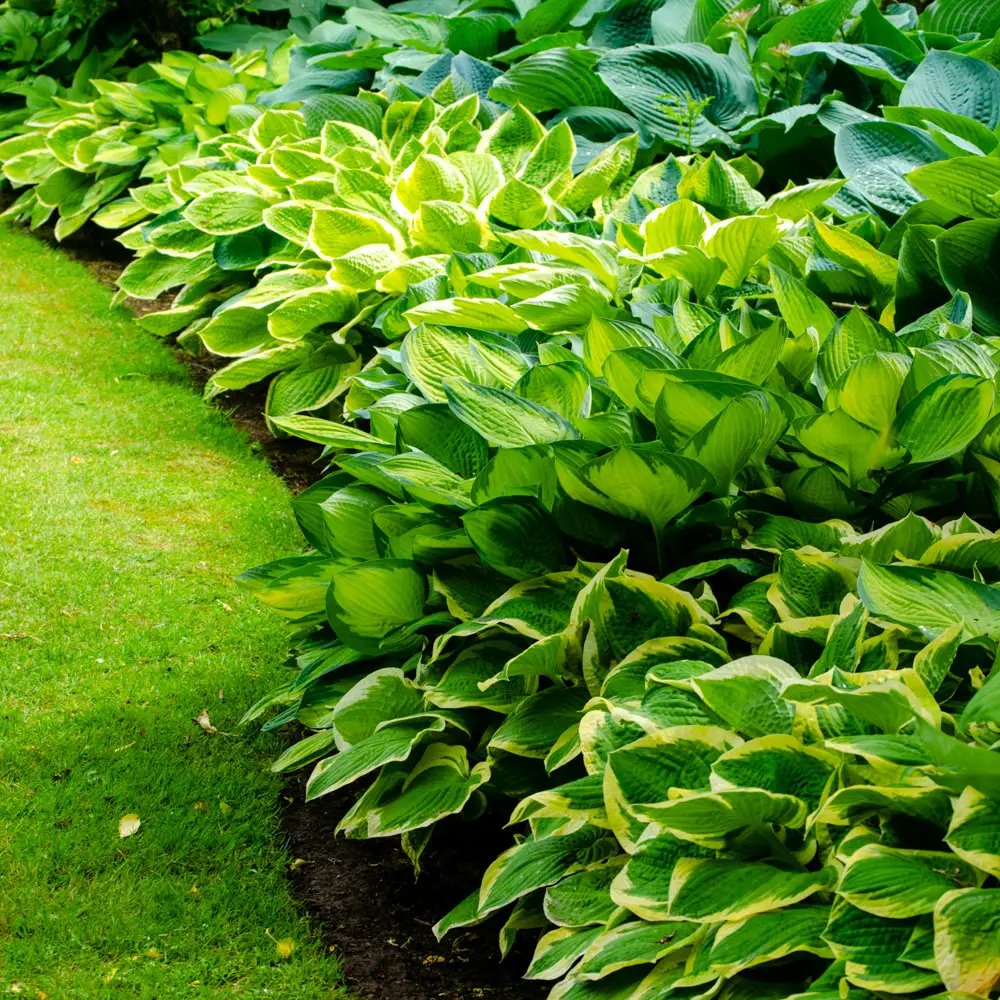 Hosta Mixture - Image 12