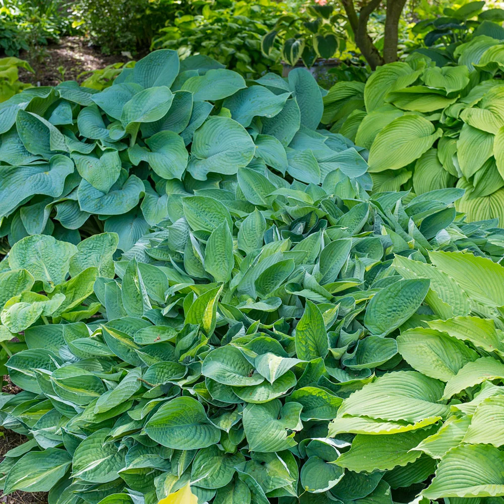 Hosta Mixture - Image 3