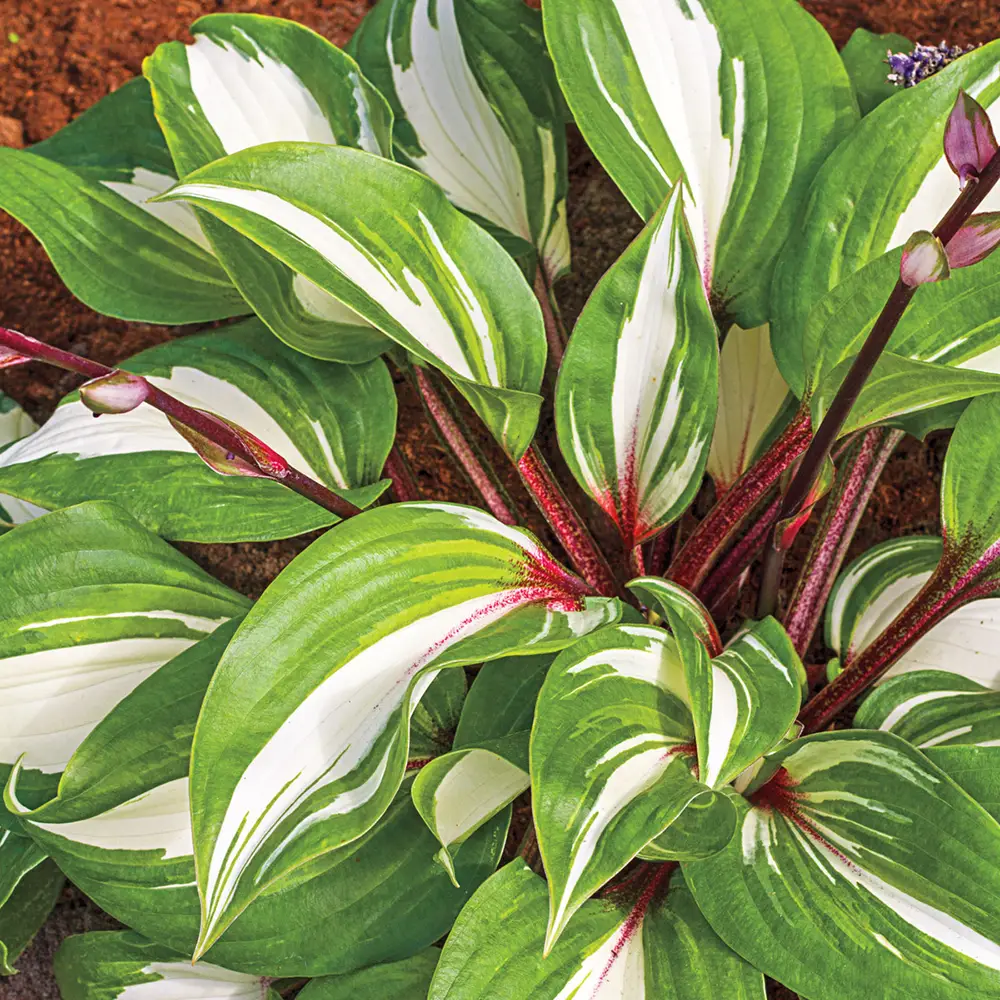 Hosta Raspberry Sundae
