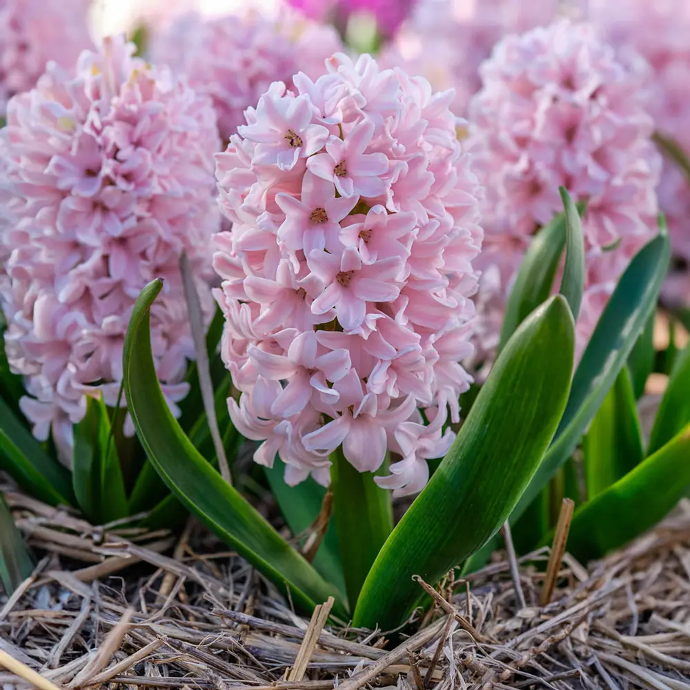 Hyacinth China Pink - Image 2