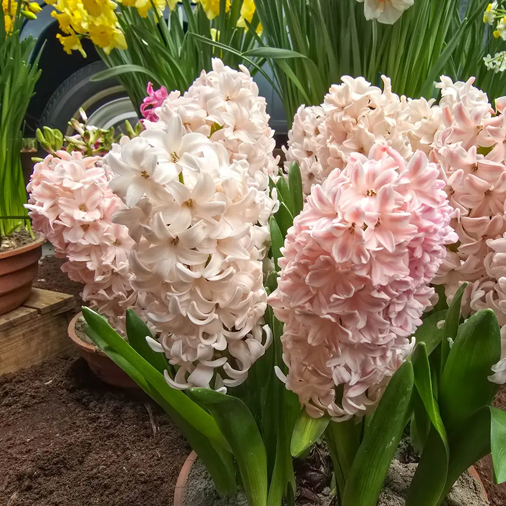 Hyacinth China Pink - Image 3