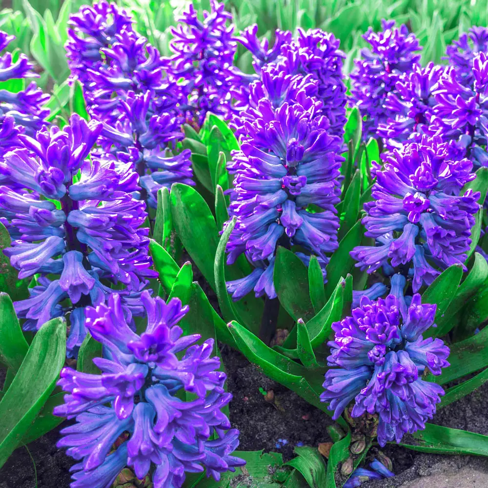 Hyacinth Miss Saigon