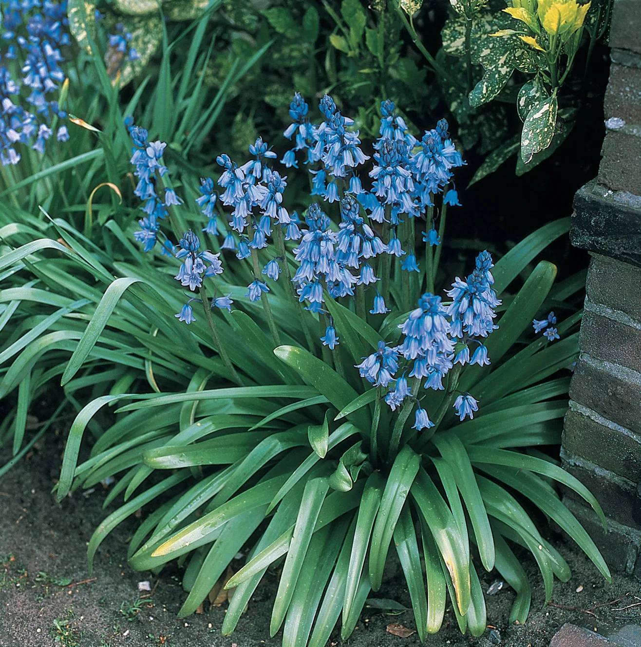 Hyacinthoides hispanica Excelsior - Image 9