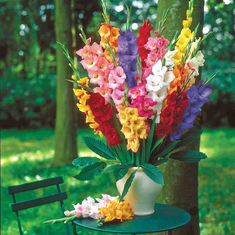 Hybrid Gladiolus Mixture - Image 2