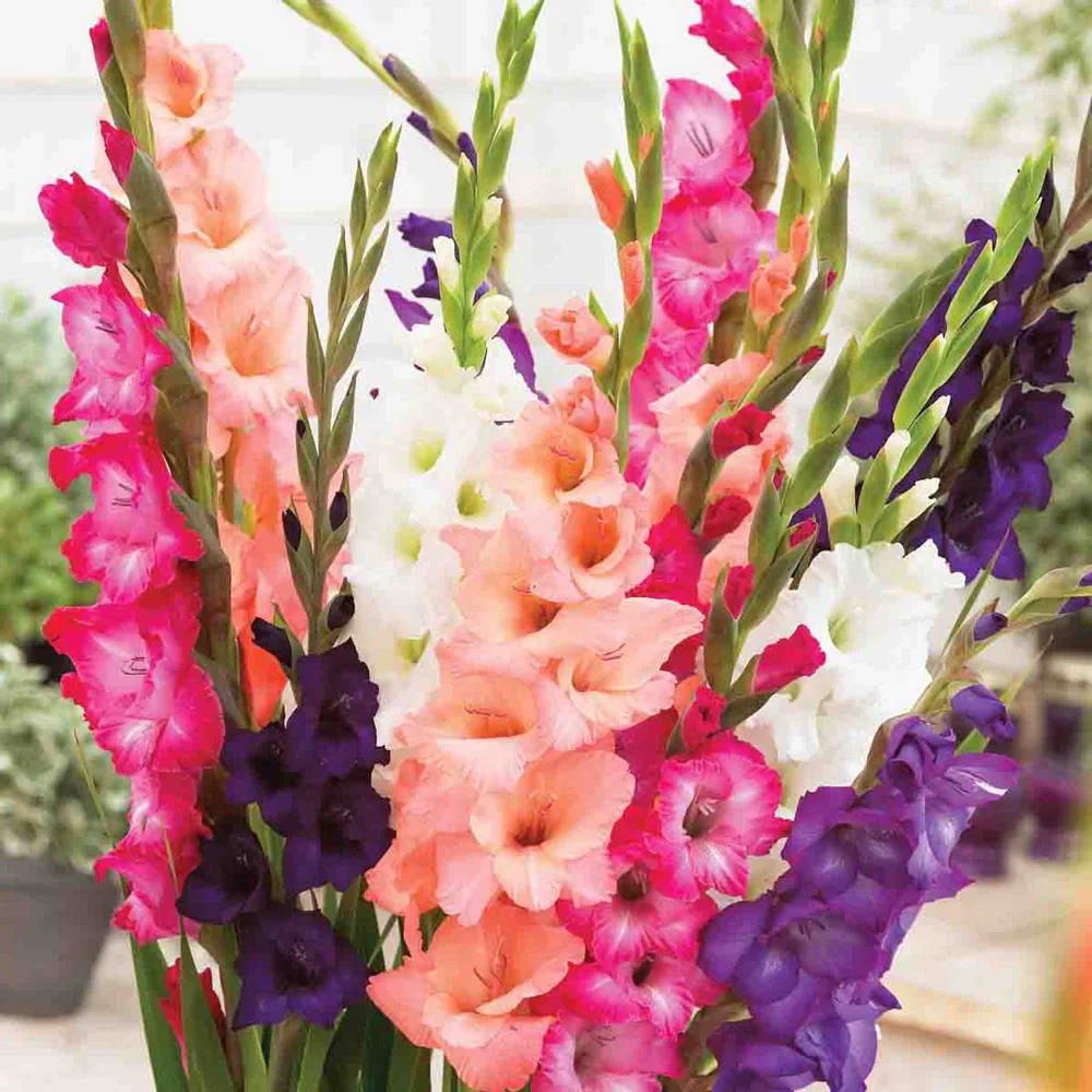 Hybrid Gladiolus Mixture - Image 3
