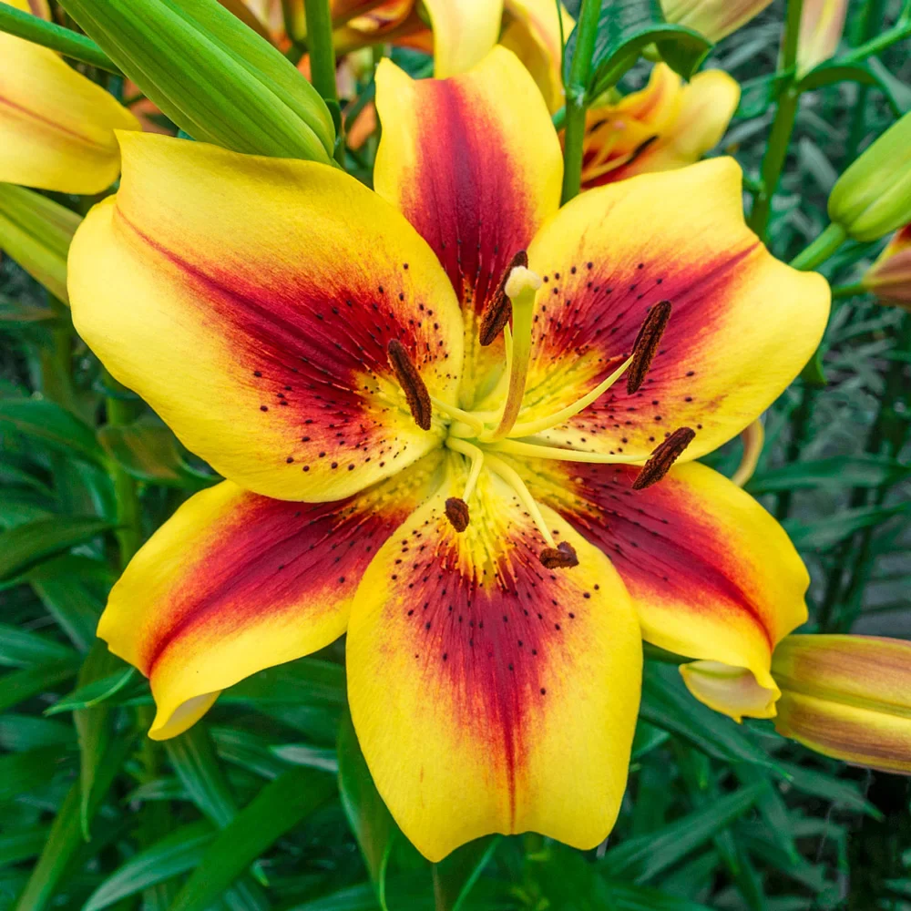 Hybrid Lily Viva La Vida - Image 3