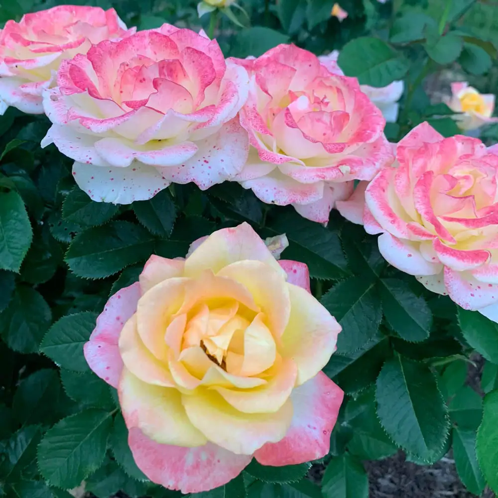 Hybrid Tea Rose Make Me Blush™