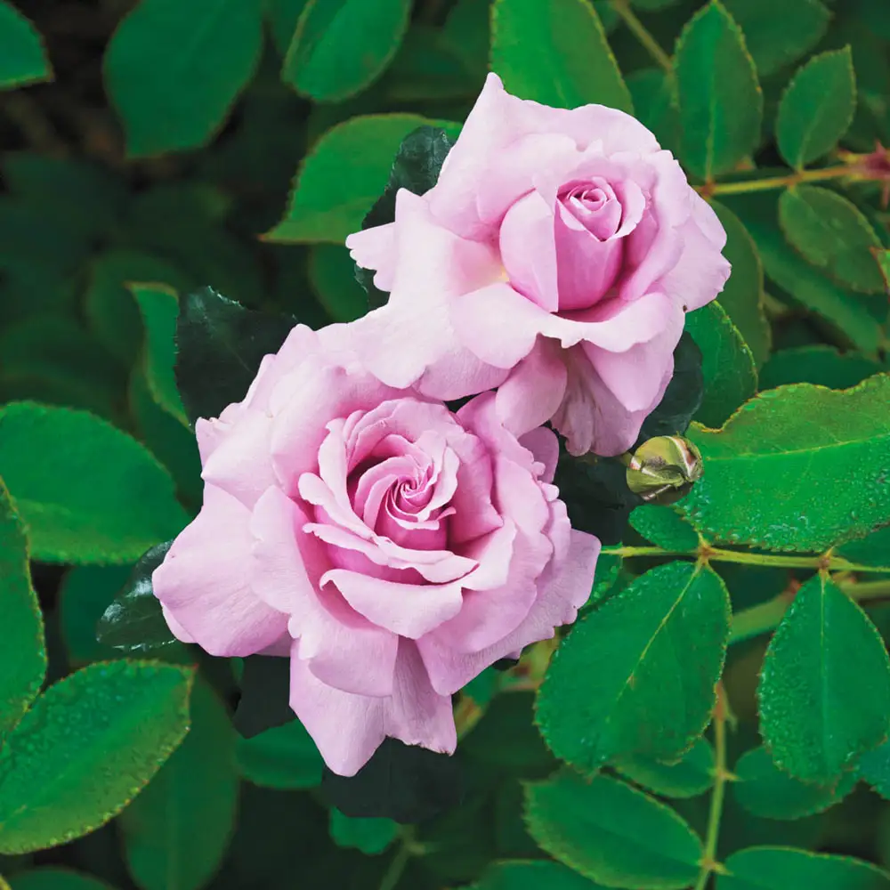 Hybrid Tea Rose Memorial Day™