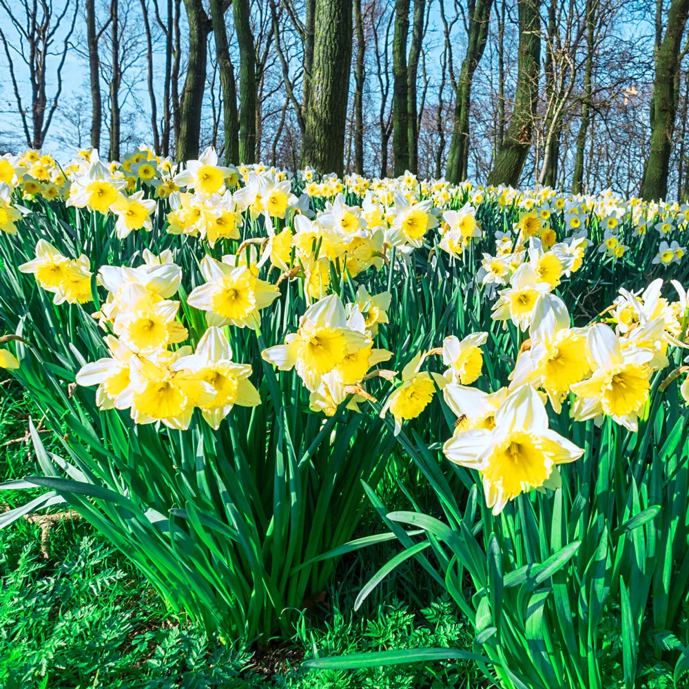 Large Cupped Daffodil Ice Follies - Image 3